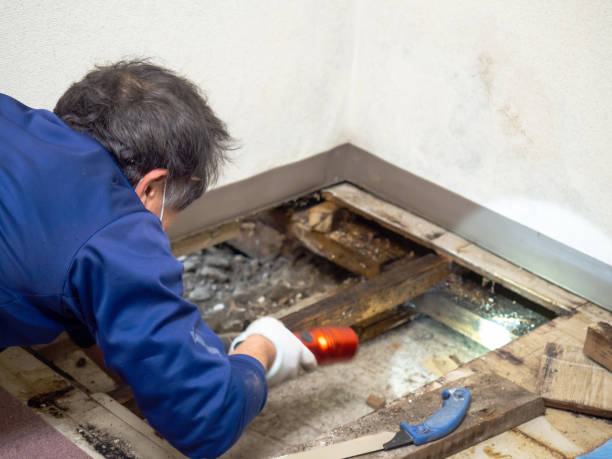 Certified Mold Removal in Oak Point, TX