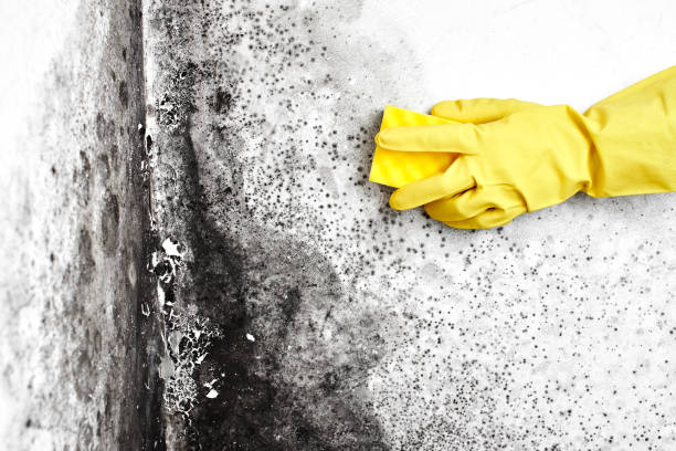 Best Affordable Mold Removal  in Oak Point, TX