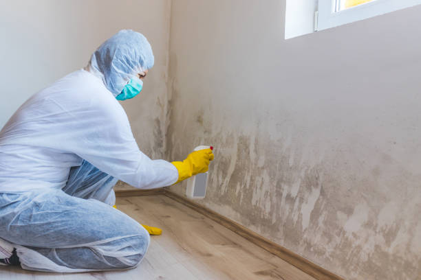 Mold Testing and Removal in Oak Point, TX