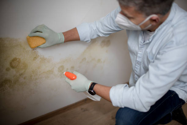 Professional Mold Removal in Oak Point, TX