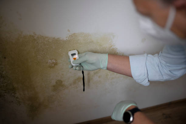 Office Mold Removal Services in Oak Point, TX