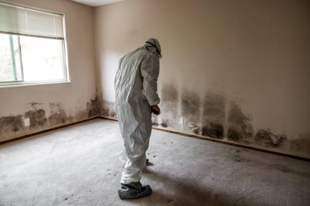 Best Affordable Mold Removal  in Oak Point, TX