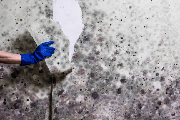 Best Best Mold Removal Companies  in Oak Point, TX